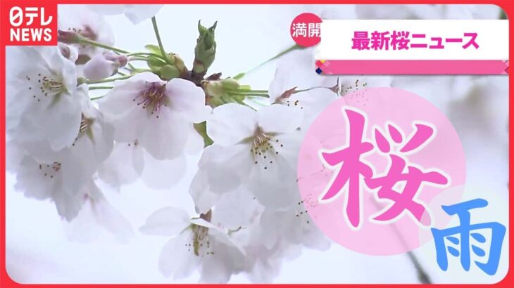 【ライブ】『最新さくら情報ニュース』各地で桜の開花の便り お花見シーズンに突入 ――ことしの全国の桜の名所に関するまとめ（日テレNEWS LIVE）