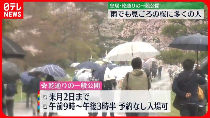 【桜】雨にぬれた桜がちょうど見頃に　皇居・乾通り一般公開