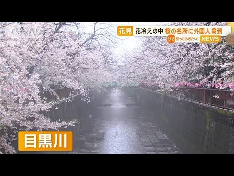 “花冷え”の中…“桜の名所”に　外国人観光客が殺到「神様に祝福されている気分」(2023年3月27日)