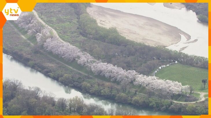 桜の名所「背割堤」の桜が満開に　１．４キロに２２０本が立ち並ぶ「桜のトンネル」京都・八幡市