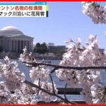 【アメリカ・ワシントン】名物の桜満開　ポトマック川沿いに多くの花見客