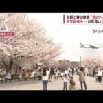 各地で“ピンクの絶景”花見シーズン、いつまで？　上野公園では4年ぶり“解禁”(2023年3月27日)
