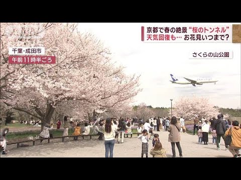 各地で“ピンクの絶景”花見シーズン、いつまで？　上野公園では4年ぶり“解禁”(2023年3月27日)