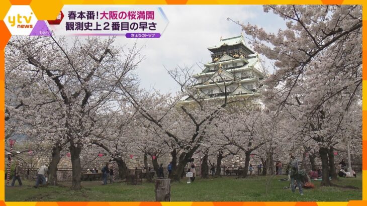 春本番！大阪の桜満開に！　観測史上２番目の早さ　この陽気は今週半ばまで続き、絶好のお花見日和に！