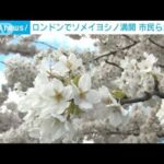 ロンドンでも桜満開　日本から贈られたテムズ川沿いの40本見ごろ(2023年3月28日)