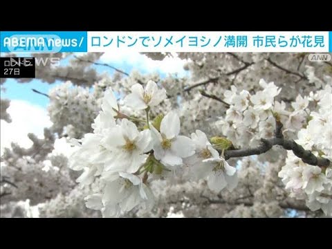ロンドンでも桜満開　日本から贈られたテムズ川沿いの40本見ごろ(2023年3月28日)