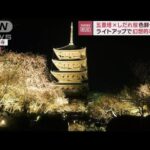 圧巻！京都ライトアップで幻想的“逆さ夜桜”「美しい！」訪日客も感激(2023年3月28日)