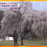 樹齢２５０年のしだれ桜が見ごろ　兵庫・新温泉町の泰雲寺　高さ１５ｍ、西日本で最も大きなしだれ桜