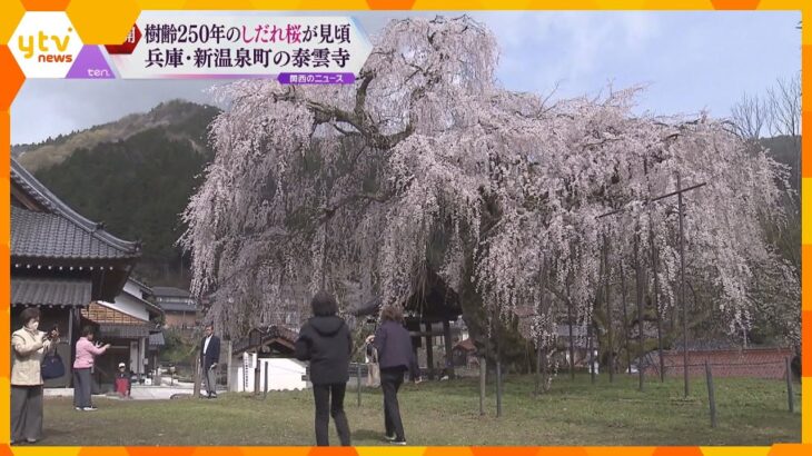 樹齢２５０年のしだれ桜が見ごろ　兵庫・新温泉町の泰雲寺　高さ１５ｍ、西日本で最も大きなしだれ桜