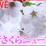 【桜ニュースライブ】『最新さくら情報』各地で桜の開花の便り お花見シーズンに突入——2023年の桜と春に関するニュースまとめ（日テレNEWS LIVE）