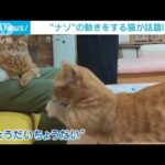 世界一の招き猫！？　“ナゾ”の動きをする猫が話題(2023年3月28日)