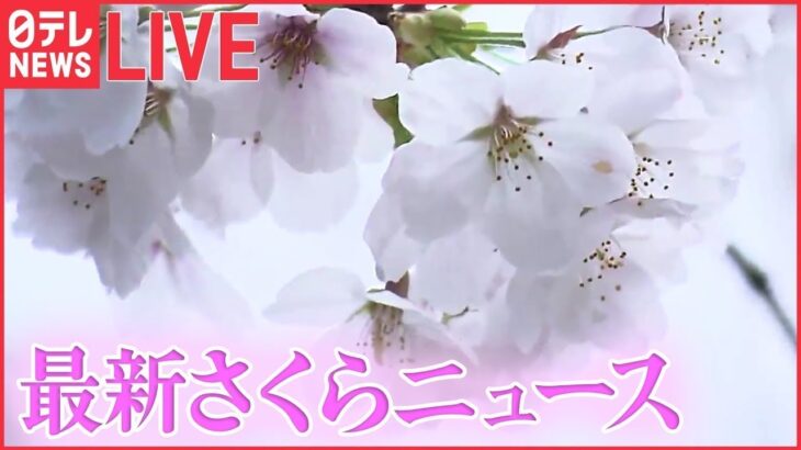 【桜ニュースライブ】『最新さくら情報』各地で桜の開花の便り お花見シーズンに突入——2023年の桜と春に関するニュースまとめ（日テレNEWS LIVE）