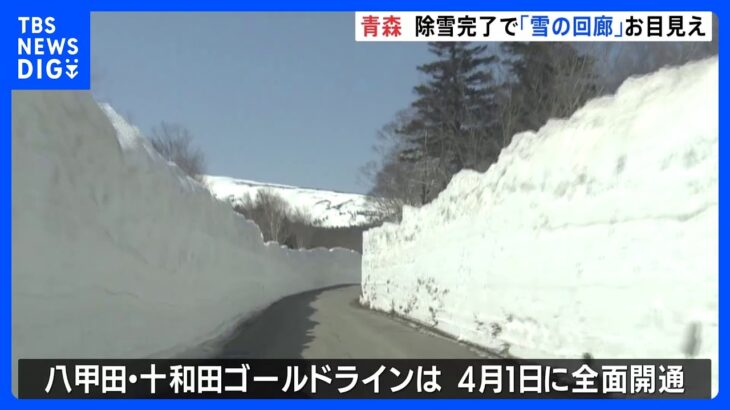 “雪の回廊”お目見え！「八甲田・十和田ゴールドライン」除雪完了　4月1日全面開通｜TBS NEWS DIG
