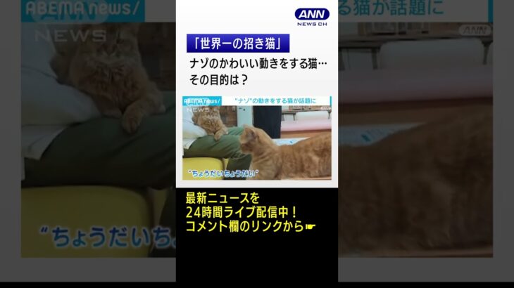 世界一の招き猫！？　“ナゾ”の動きをする猫が話題 #shorts