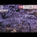 浮かび上がる“雨の桜並木”ライトに照らされ幻想的に(2023年3月29日)