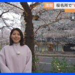 満開の桜がライトアップ！東京ミッドタウンで楽しむ花見＆グルメ【すたすた中継】｜TBS NEWS DIG