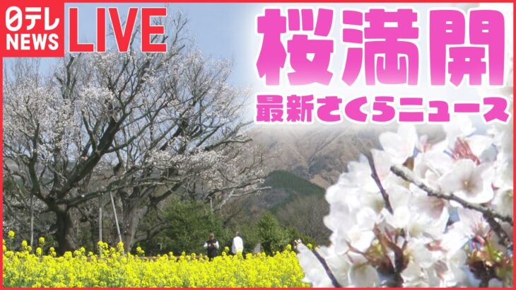 【桜ニュースライブ】『最新さくら情報』各地で桜の開花の便り お花見シーズンに突入——2023年の桜と春に関するニュースまとめ（日テレNEWS LIVE）