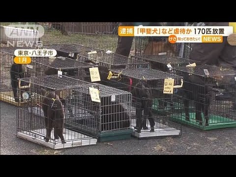 天然記念物「甲斐犬」など虐待か…元ブリーダー逮捕　「しっぽ半分ちぎれた子」も(2023年3月30日)