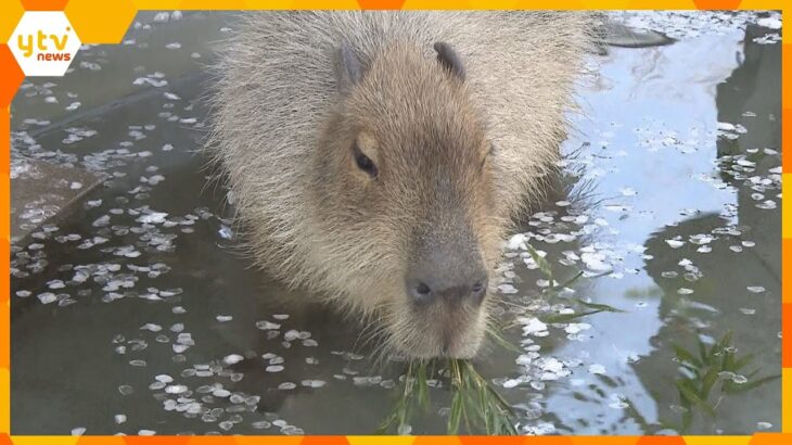 「カピバラ温泉」も春仕様に…桜の花びら浮かべ、ほっこり　姫路セントラルパーク