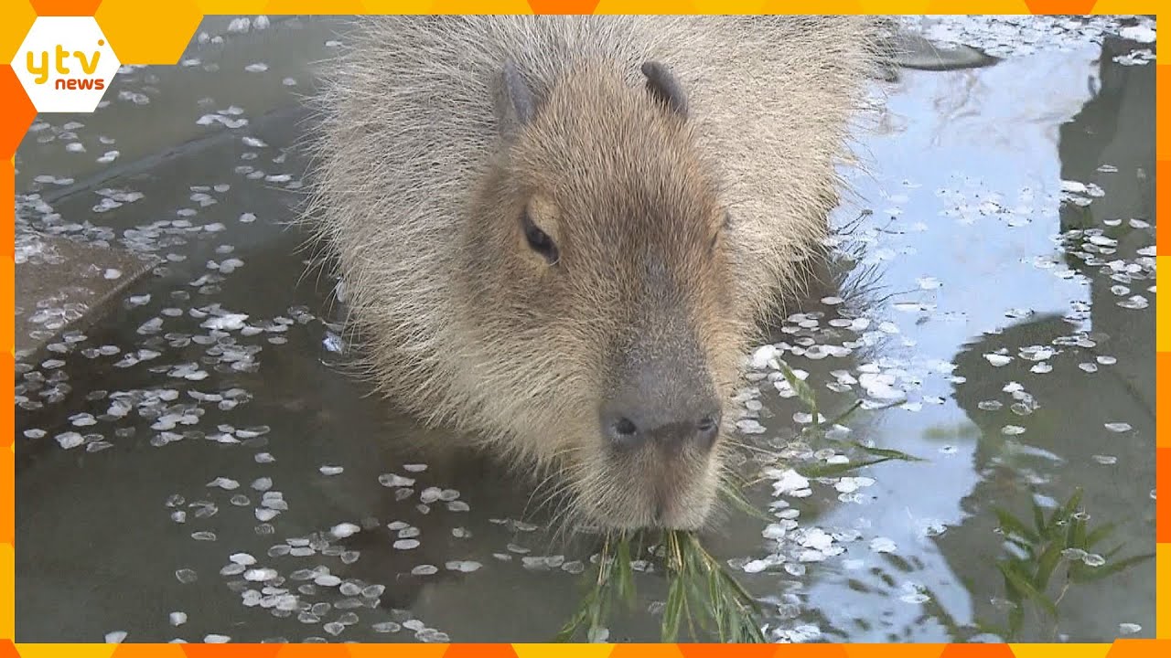 「カピバラ温泉」も春仕様に…桜の花びら浮かべ、ほっこり 姫路セントラルパーク