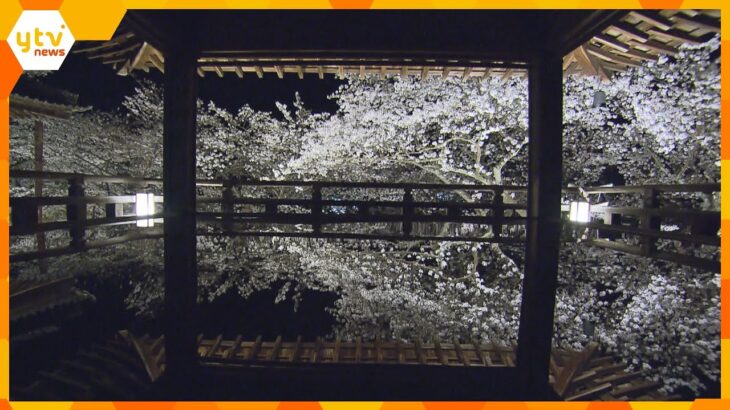 三井寺で満開の桜のライトアップ　アクリル板の床に映し出される幻想的な光景　滋賀・大津市