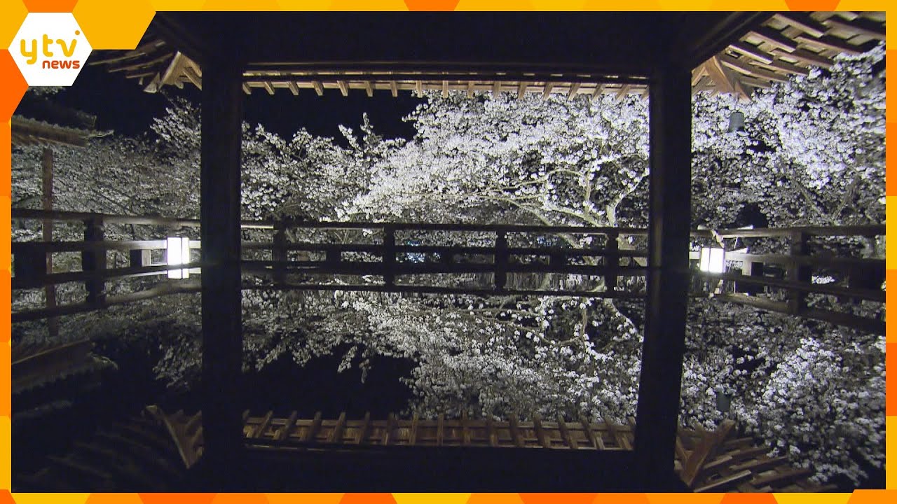 三井寺で満開の桜のライトアップ アクリル板の床に映し出される幻想的な光景 滋賀・大津市