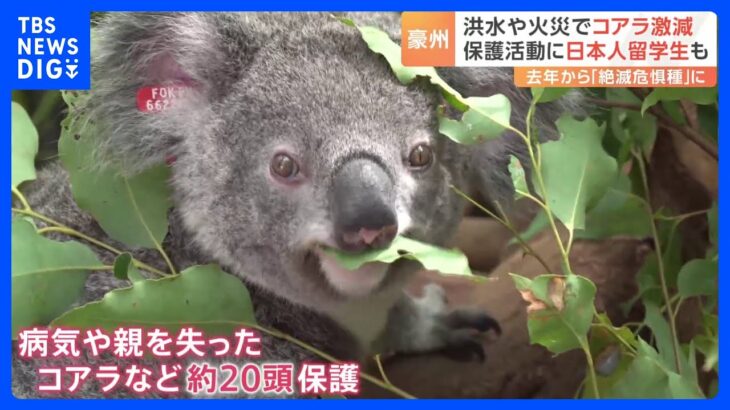 “激減”のコアラ守ろうと…オーストラリアの「コアラ病院」で日本人留学生10人が活動　豪雨被害などで生息地失われ｜TBS NEWS DIG