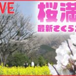 【桜ニュースライブ】『最新さくら情報』各地で桜の開花の便り お花見シーズンに突入――2023年の桜と春に関するニュースまとめ（日テレNEWS LIVE）