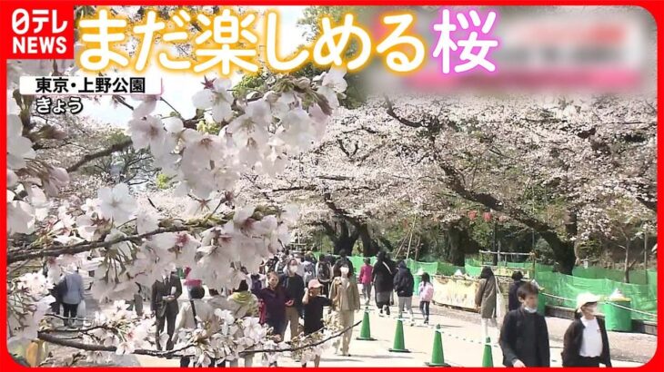 【桜】まだ楽しめる 週末は“お花見”のチャンス