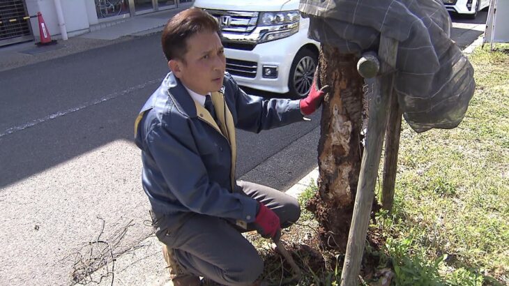 桜が咲かない！食い荒らす外来種『クビアカツヤカミキリ』…専門家「ドイツでは発見したら元気な木でも燃やすが…」日本では手遅れ？（2023年3月30日）