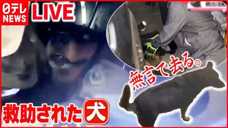 【どうぶつまとめ】車に犬が挟まり抜けず　救出活動の行方は？　タイ/ムギュッ！　甘えん坊すぎる「アシカ」飼育員にベッタリ　など（日テレNEWS LIVE）