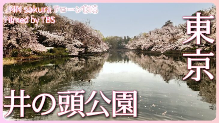 武蔵野の水面に映える満開の桜　井の頭恩賜公園【JNN sakuraドローンDIG 2023】