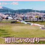 春風に、桜とこいのぼりの競演　岐阜・相川水辺公園【JNN sakuraドローンDIG 2023】