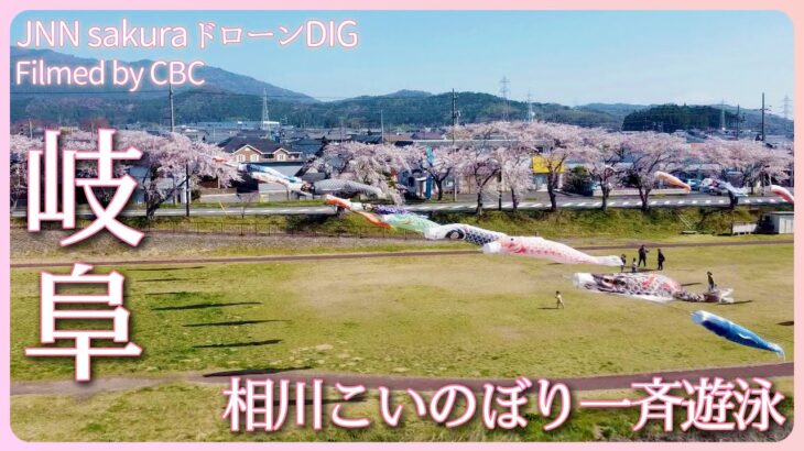 春風に、桜とこいのぼりの競演　岐阜・相川水辺公園【JNN sakuraドローンDIG 2023】