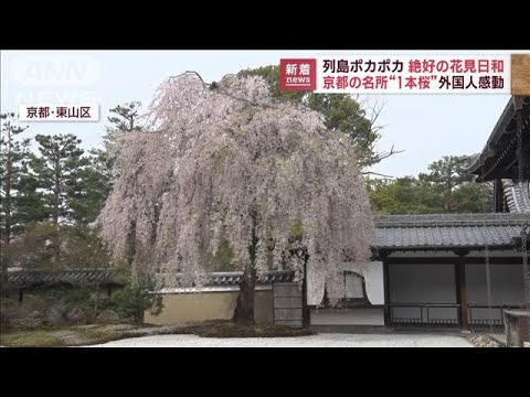 【ポカポカ陽気】各地で花見日和に 「とても美しい！」絶景求める観光客(2023年3月31日)