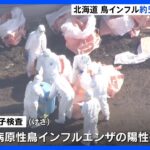 ニワトリ56万羽の殺処分を開始　北海道千歳市の養鶏場で鳥インフルエンザ陽性　殺処分数は道内最多｜TBS NEWS DIG