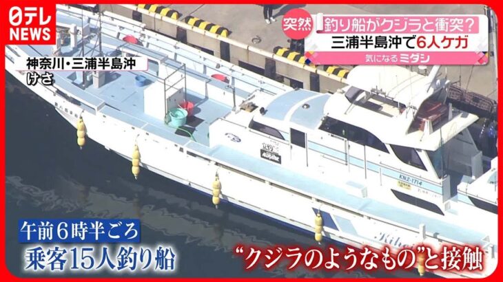 【乗客6人ケガ】釣り船が「クジラ」と衝突？　各地でクジラの目撃相次ぐワケ