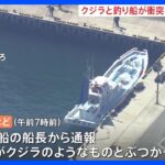 クジラと釣り船が衝突か　乗客6人が軽いけが　神奈川・三浦半島沖｜TBS NEWS DIG