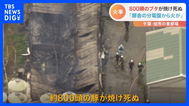 養豚場で豚舎が燃える　約800頭の豚が焼け死ぬ　千葉・旭市｜TBS NEWS DIG