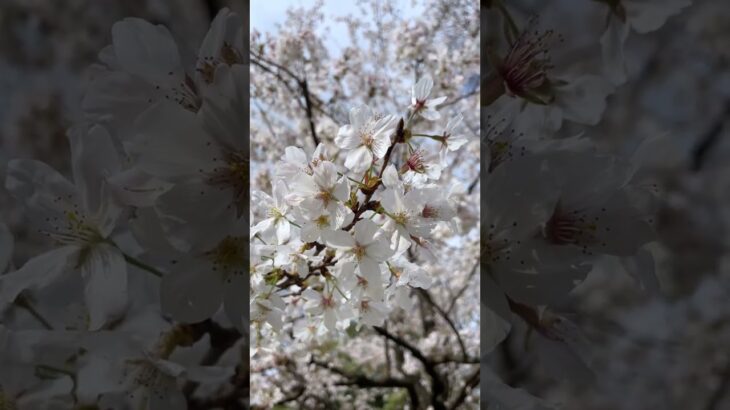 【さくら】日比谷公園の桜/Cherry Blossoms in Japan 2023/Cherry Blossoms at Hibiya Park(Tokyo) #shorts