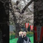 【さくら】上野恩賜公園の桜/Cherry Blossoms in Japan 2023/Cherry Blossoms at Ueno Park(Tokyo) #shorts