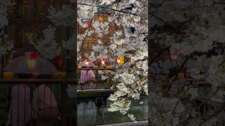 【さくら】目黒川の桜/Cherry Blossoms in Japan 2023/Cherry Blossoms at Meguro River(Tokyo) #shorts
