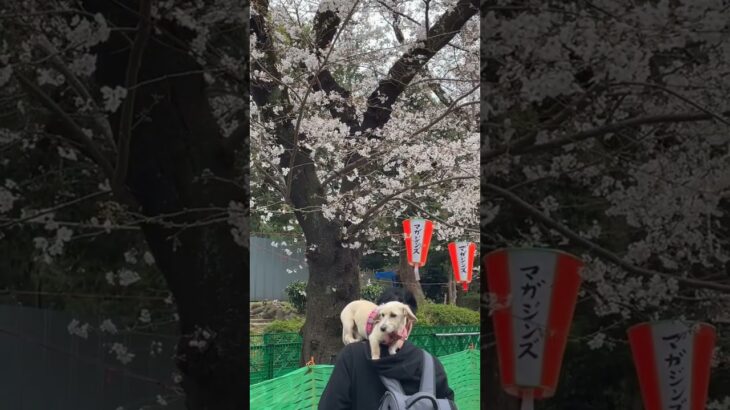 【さくら】上野恩賜公園の桜/Cherry Blossoms in Japan 2023/Cherry Blossoms at Ueno Park(Tokyo) #shorts