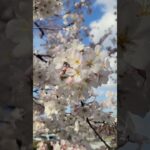 【さくら】国立劇場の桜/Cherry Blossoms in Japan 2023/Ueno Park Cherry Blossoms #shorts