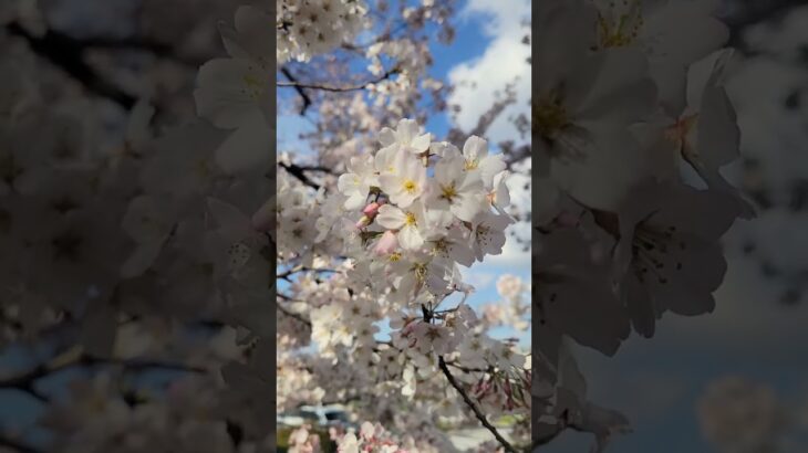 【さくら】国立劇場の桜/Cherry Blossoms in Japan 2023/Ueno Park Cherry Blossoms #shorts