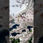 【さくら】隅田川の桜/Cherry Blossoms in Japan/Cherry Blossoms at Sumida river（Tokyo）#shorts #sakura