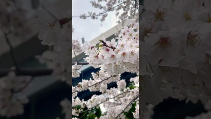 【さくら】隅田川の桜/Cherry Blossoms in Japan/Cherry Blossoms at Sumida river（Tokyo）#shorts #sakura