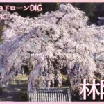 お寺に映える枝垂れ桜　岐阜・林陽寺【JNN sakuraドローンDIG 2023】