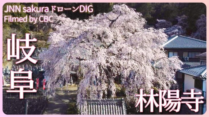 お寺に映える枝垂れ桜　岐阜・林陽寺【JNN sakuraドローンDIG 2023】