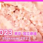 【桜LIVE】サクラの名所からライブ中継 東京・国立劇場(2023/3/20) ANN/テレ朝